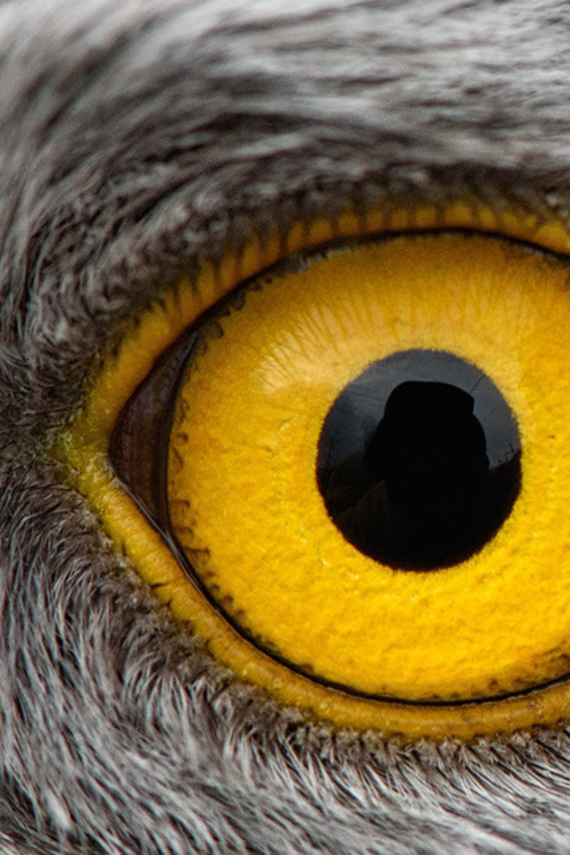 Eagle,Eye,Close-up,,Macro,Photo,,Eye,Of,The,Male,Northern
