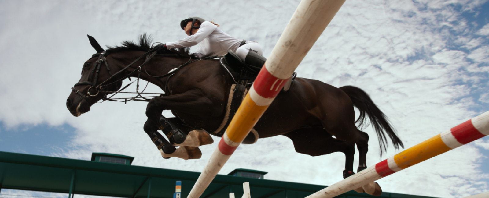 Equestrian law: Onderschat nooit de (paarden)kracht van een goed contract!