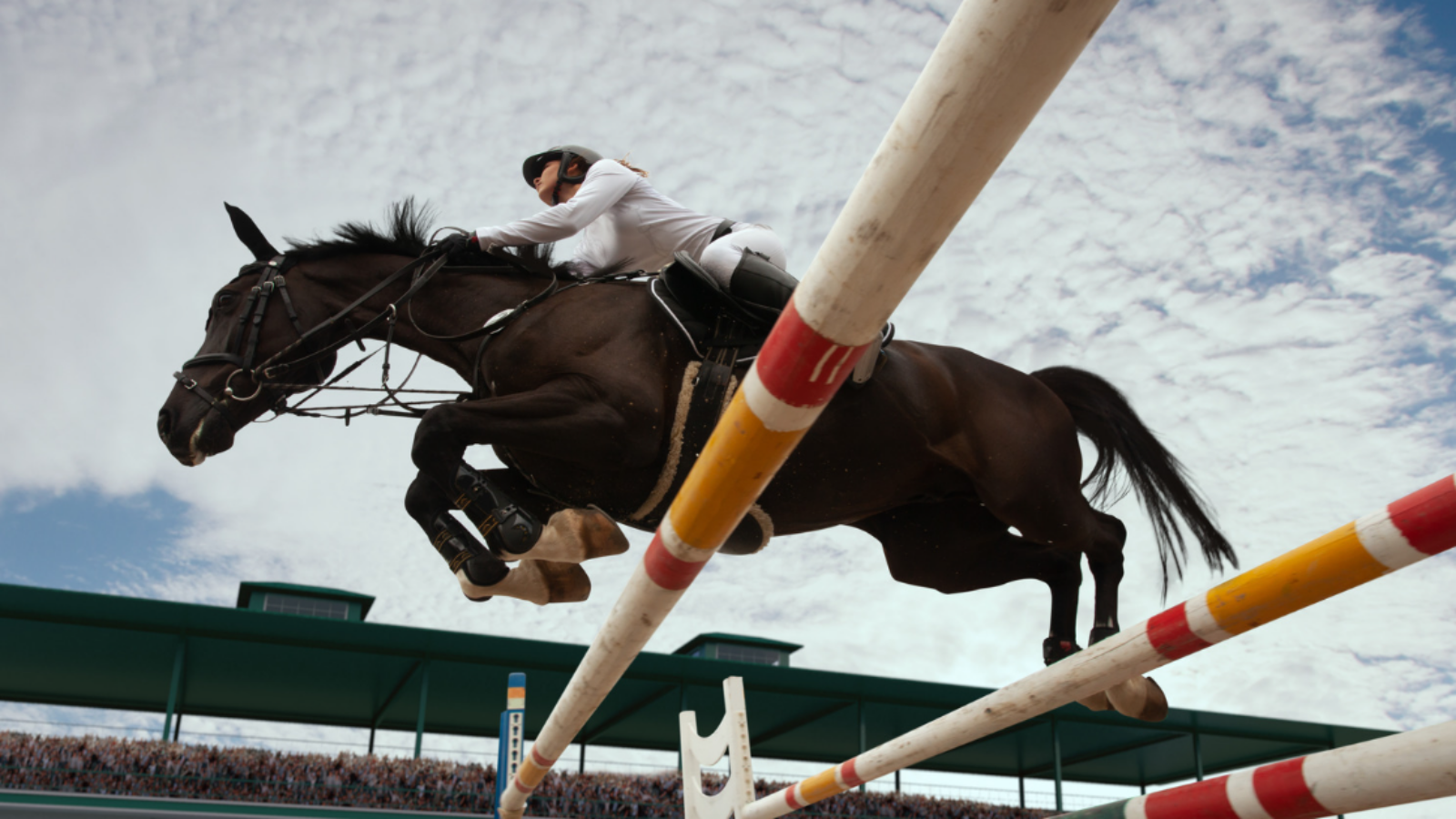 Equestrian law: Onderschat nooit de (paarden)kracht van een goed contract!